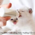 Cách Cho Mèo Con Uống Sữa