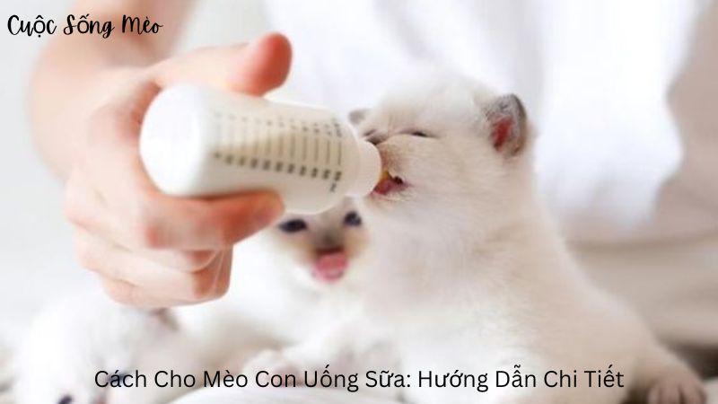 Cách Cho Mèo Con Uống Sữa: Hướng Dẫn Chi Tiết