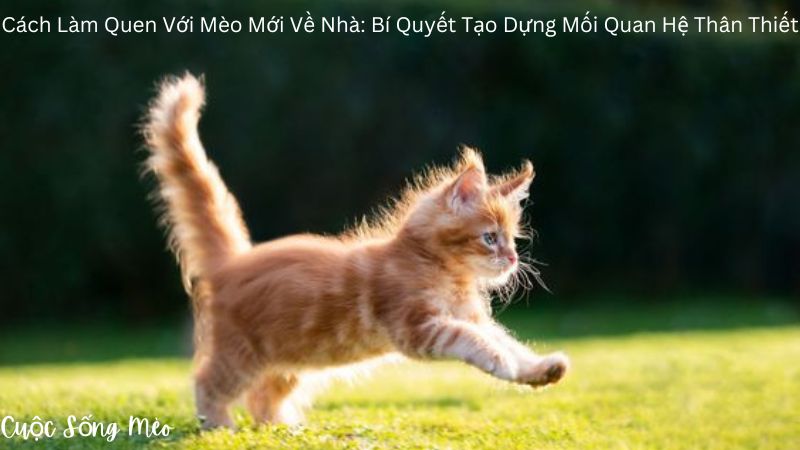 Cách Làm Quen Với Mèo Mới Về Nhà: Bí Quyết Tạo Dựng Mối Quan Hệ Thân Thiết