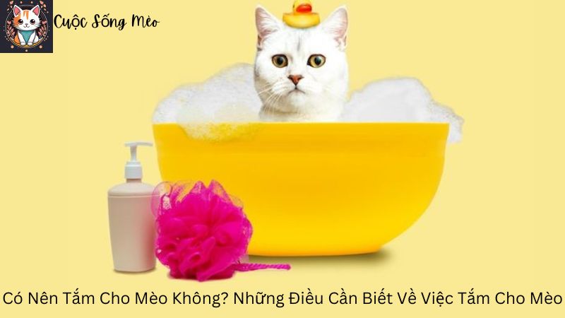 Có Nên Tắm Cho Mèo Không? Những Điều Cần Biết Về Việc Tắm Cho Mèo