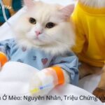 Giảm Tiểu Cầu Ở Mèo