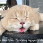 Mèo Bị Nôn Dịch Vàng